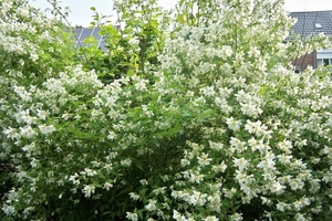 Deutzia