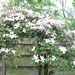 Clematis montana