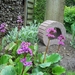 Onze tuin 2010