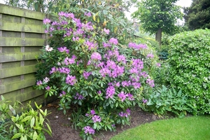 Rododendron