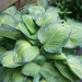 Hosta