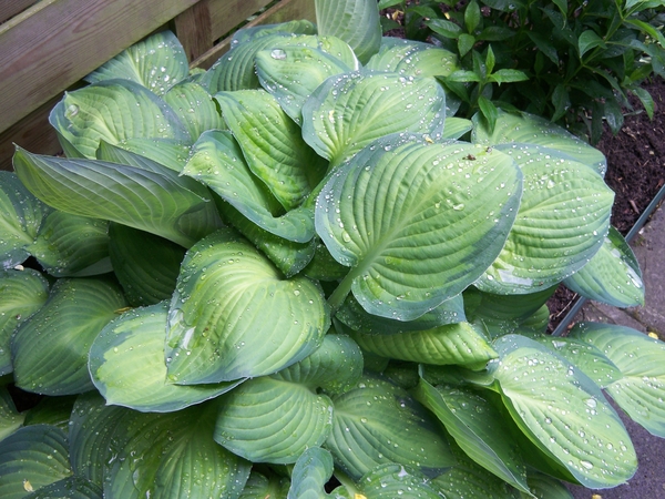 Hosta