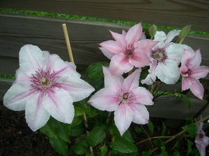 Clematis