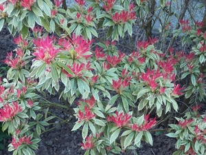 Pieris