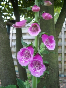 Digitalis