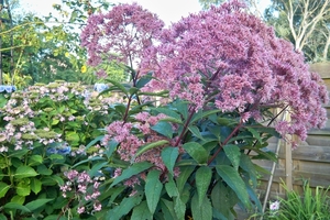 Eupatorium