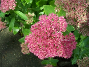 Sedum in september 2010