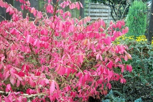 Euonymus 3 Oktober 2010