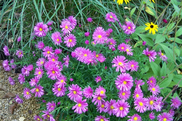 Asters 3 oktober 2010