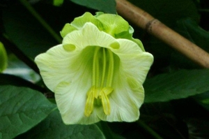 Cobea 08 - 2010