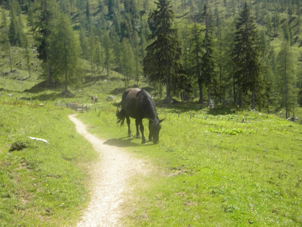 OOSTENRIJK 2010028