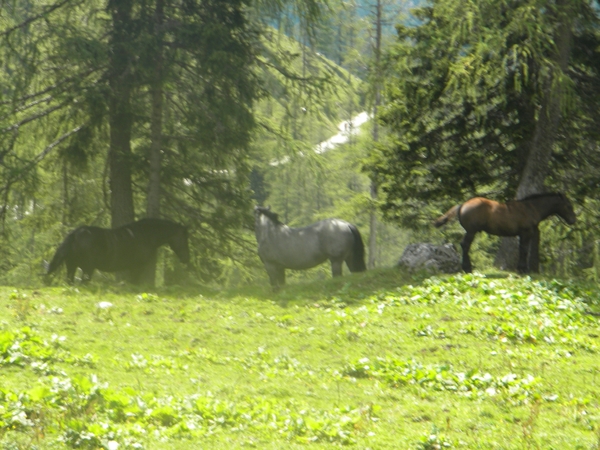 OOSTENRIJK 2010029