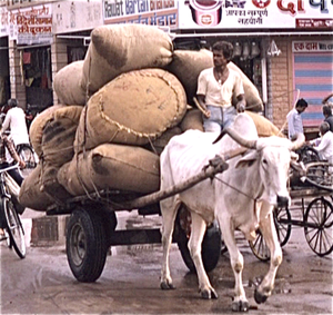 Jodhpur