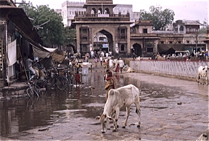 Jodhpur