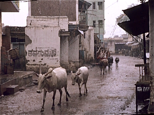 Jodhpur