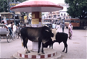 Varanasi  (Benares)