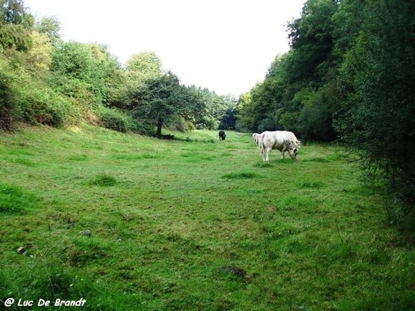 Ardennen wandeling Adeps Arbre