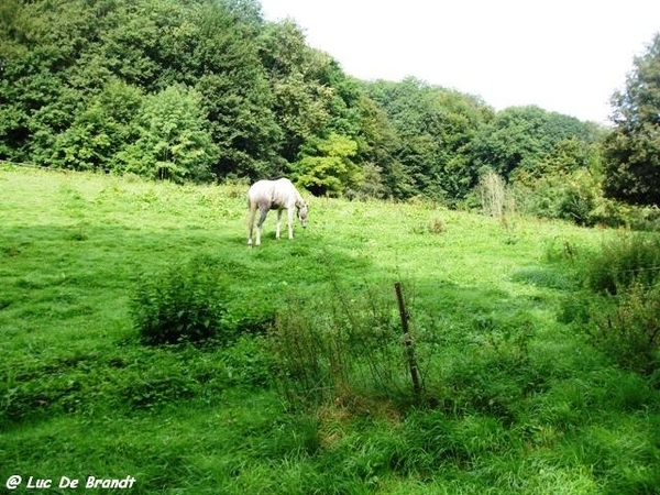 Ardennen wandeling Adeps Arbre