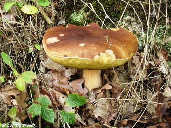 Ardennen wandeling Adeps Arbre