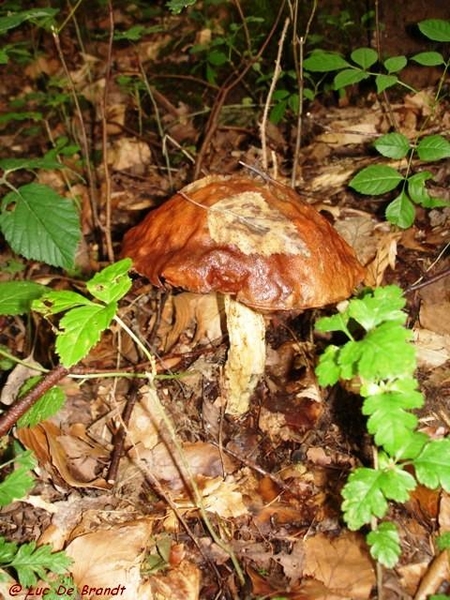 Ardennen wandeling Adeps Arbre