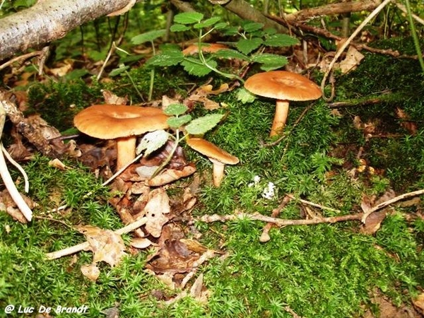 Ardennen wandeling Adeps Arbre