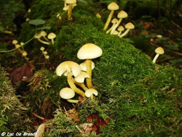 Ardennen wandeling Adeps Arbre