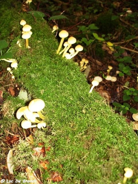 Ardennen wandeling Adeps Arbre