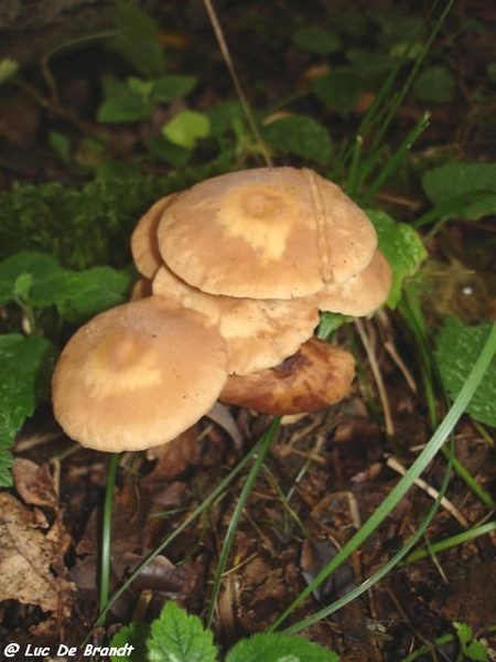 Ardennen wandeling Adeps Arbre