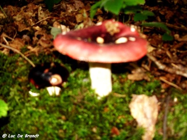 Ardennen wandeling Adeps Arbre