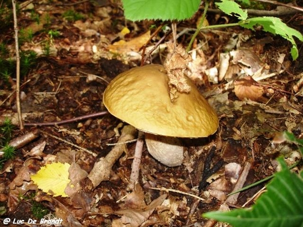 Ardennen wandeling Adeps Arbre