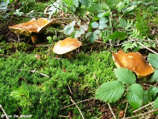 Ardennen wandeling Adeps Arbre