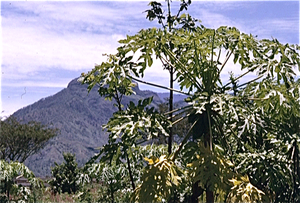 Acapulco