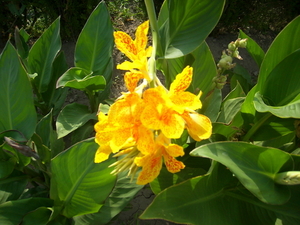 bloemen 006