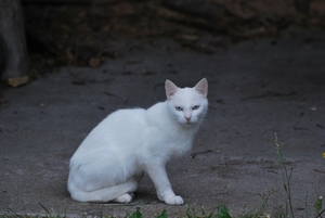 DSC_0261