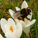 crocus in volle bloei