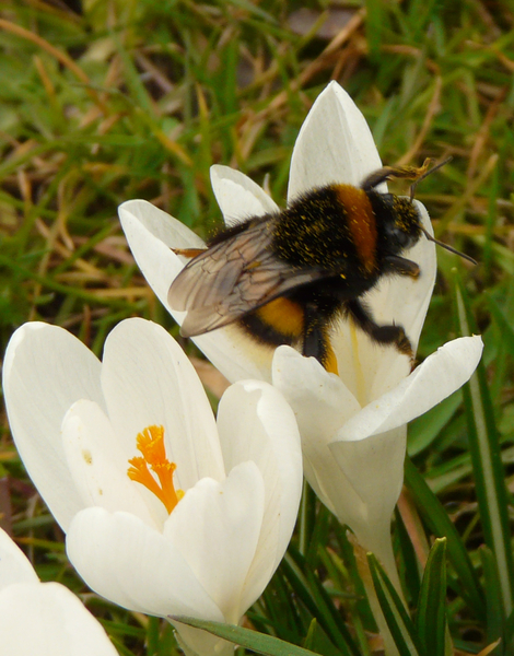 hommel en bloem