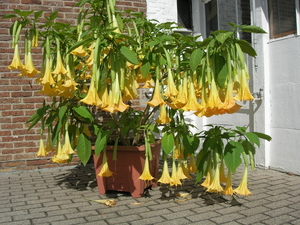 DATURA
