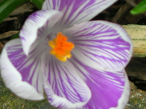 crocusjes