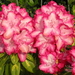 Rhododendron