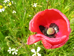 Papavers
