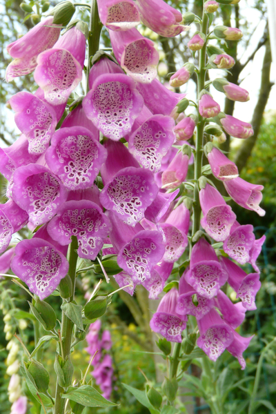 bloemen