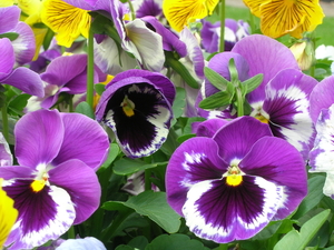 viooltjes