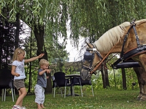 kids geven gras aan heflingers