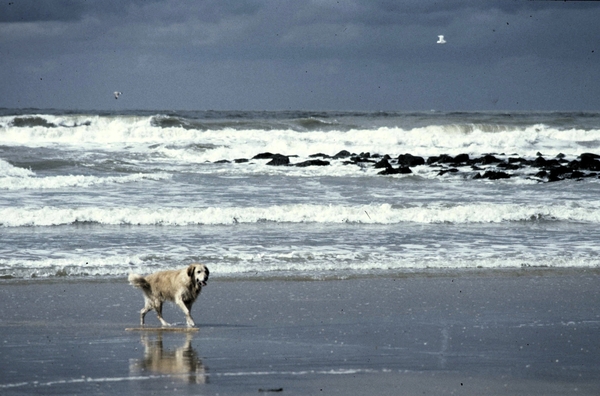 Scheveningen