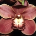 Hortus Botanicus