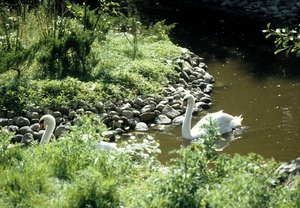 Avifauna