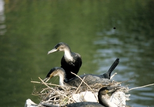 Avifauna