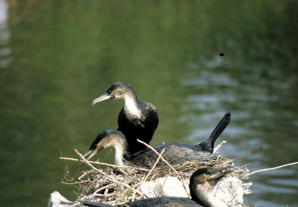 Avifauna