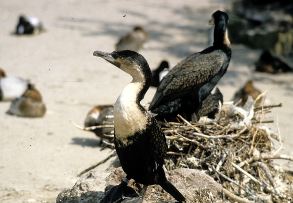 Avifauna