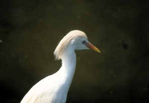 Avifauna